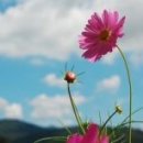 아름다운 이미지