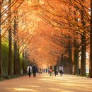 담양클로버 이미지