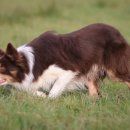 플라잉독 이미지