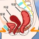 프로라인청담