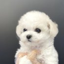 야옹 이미지