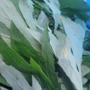 취나물 결명자 감초 황기 우엉메주콩우산나물 이미지