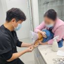 아이유동물메디컬센터 | 포항북구동물병원 보담이 알려주는 고양이 치과 질환 TOP 3은?
