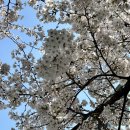 영카 | [경복궁역] youngchive 영카이브 포토부스, 서촌벚꽃명소, 서울벚꽃명소, 서울벚꽃데이트, 벚꽃나들이...