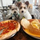 수원-0578 | [수원 스타필드] “달마시안” 애견동반식당 브런치 파스타 내돈내산 솔직후기