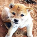 왕초켄넬 이미지