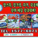 노르웨이산 최고급 레드 킹크랩선어/대게가 찝어서 약간 흠집이 났어요/1키로당 30,000원에 초특가 대방출 합니다. 이미지