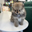 파밀리에드마스코타 천안두정점 천안강아지분양 천안고양이분양 이미지