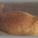 업동이네 이미지