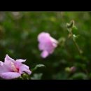 스가랴 9:9~17 이미지