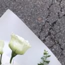 플로위드