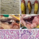동자개의 RNA바이러스인 Piconavirus에 속하는 yellow catfish calicivirus (YcCV) 이미지