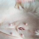 모래내동물병원 이미지