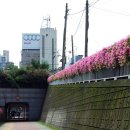 온 종합병원으로 가는 길 - 굴다리 주변에 줄지어서 예쁘게 핀 꽃들 [부산 서면의 거리 모습] 이미지