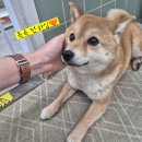 얌전함의 끝판왕! 마메시바 '하임이'의 위탁목욕 후기🛁🫧