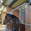 승마클럽 영풍 이미지