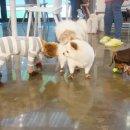 제물포애견 이미지