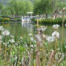 민들레홀씨 이미지