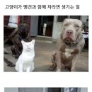 핏불과 같이 자란 고양이 이미지