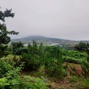 제주 모슬봉 일제군사시설 | 제주도 서귀포 오름 모슬봉 일제군사시설 겨울 제주 오름 올레길11코스