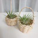 이오난사 미니라탄바구니 이미지