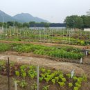 한강가족농장 이미지