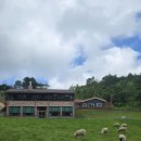 주니어목장 | [아이와가볼만한곳] 대관령 양떼목장 대관령양떼목장 - 나도 가봤다. 양떼목장