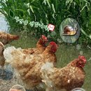 고대농협 하나로마트 이미지