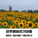 노란옥수수 | 경남 함안 해바라기축제 노란우산 입장료 옥수수 화장실 주차장 후기