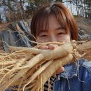 부여홍삼수삼 | 인삼 수삼 금산인삼 세척 원수삼 믹서 한채로 건강 챙기는 꿀팁