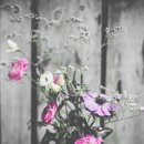 천사의 선물 이미지