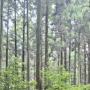 붉은오름자연휴양림 이미지