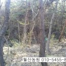 보령산양산삼