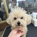 서른살나의펫 이미지