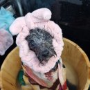 펫밀리샵 이미지