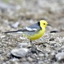 노랑머리 - 익산시 서동로 124 | 노랑머리
