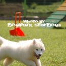 나나쿠키 이미지