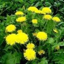 모든병은 몸속 노폐물! 배출을 돕는 약초 13가지와 효능.복용법 이미지