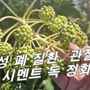 [팔손이나무, 팔각금반] 아파트시멘트 독, 만성 폐질환, 류머티스관절염에 좋습니다 이미지