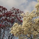 관악구청 이미지