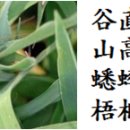 소슬락 이미지