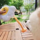 에그인형 놀기 | 강아지 애착인형 추천! 에그터그 터그놀이 장난감 솔직 후기