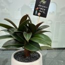 마롱 살롱 이미지