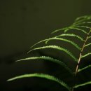 환경성질환 예방관리센터(비자림) 이미지