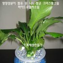 sbs 모닝와이드 올여름 대박아이템 코너 방영된 아이템 이미지