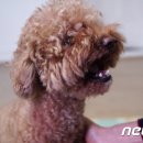바르개 이미지