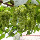 포도나무 이미지