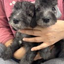 골든블랙123 이미지