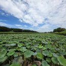 번암리 조천연꽃공원1 | 세종시 조치원 가볼만한곳 조천연꽃공원 힐링 데이트