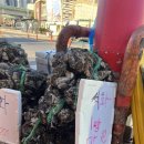 강화고동집 | 인천 소래포구 횟집 추천, 바가지 절대 없는 양심가게 종성호 솔직후기